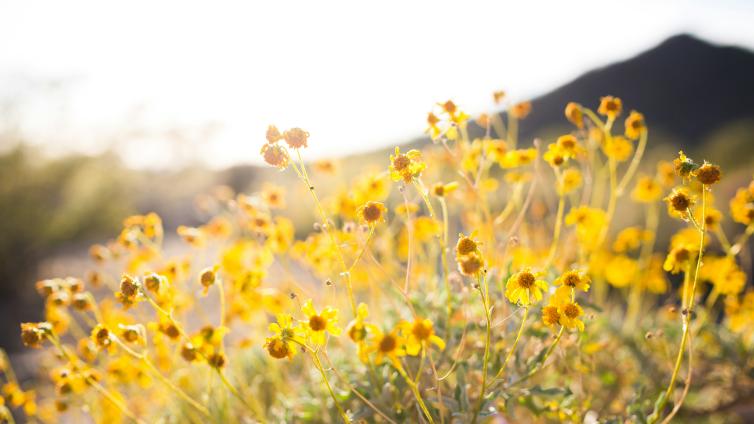 Flower bush in the sun
